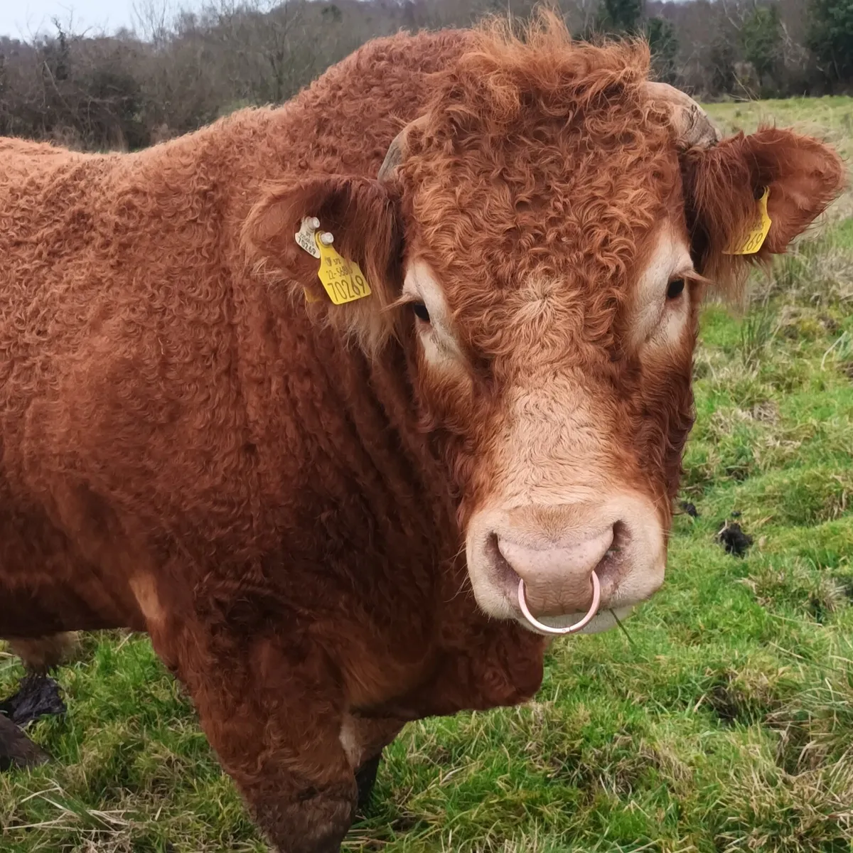 Exceptional Quality PB Limousin Bull - Image 4