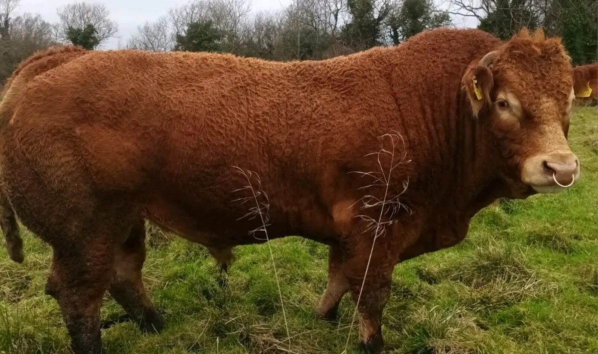 Exceptional Quality PB Limousin Bull - Image 3