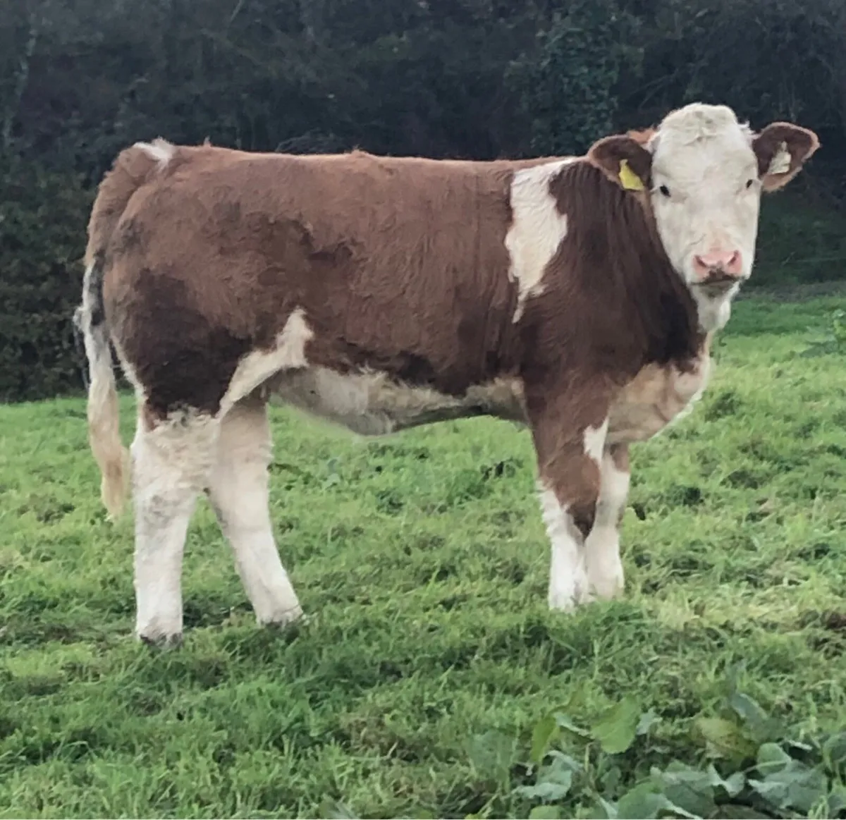 Drumshanbo Mart- Serious Simmental heifer - Image 2