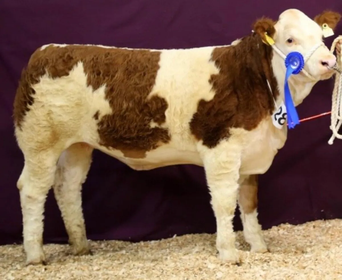 Drumshanbo Mart- Serious Simmental heifer - Image 1