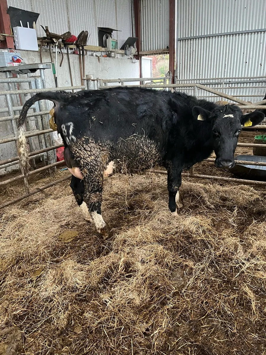 Heifer on the point of calving. - Image 1