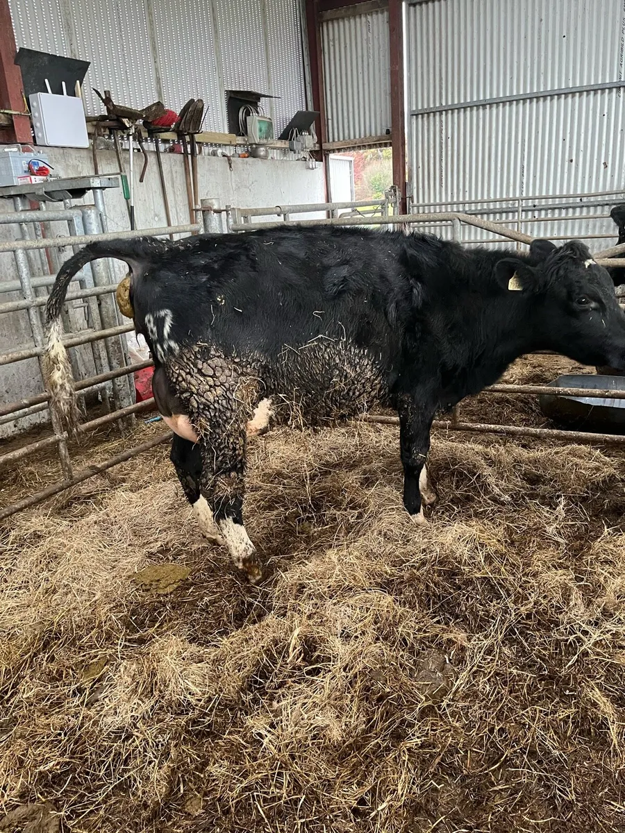 Heifer on the point of calving. - Image 3