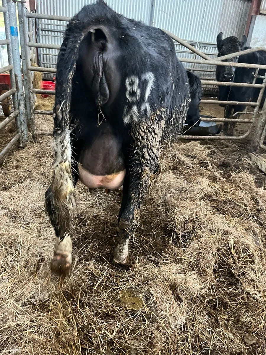Heifer on the point of calving. - Image 2