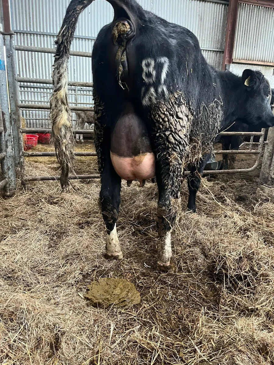 Heifer on the point of calving. - Image 4