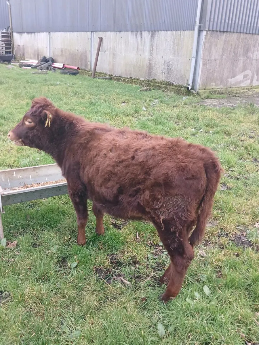 Dexter heifer - Image 1