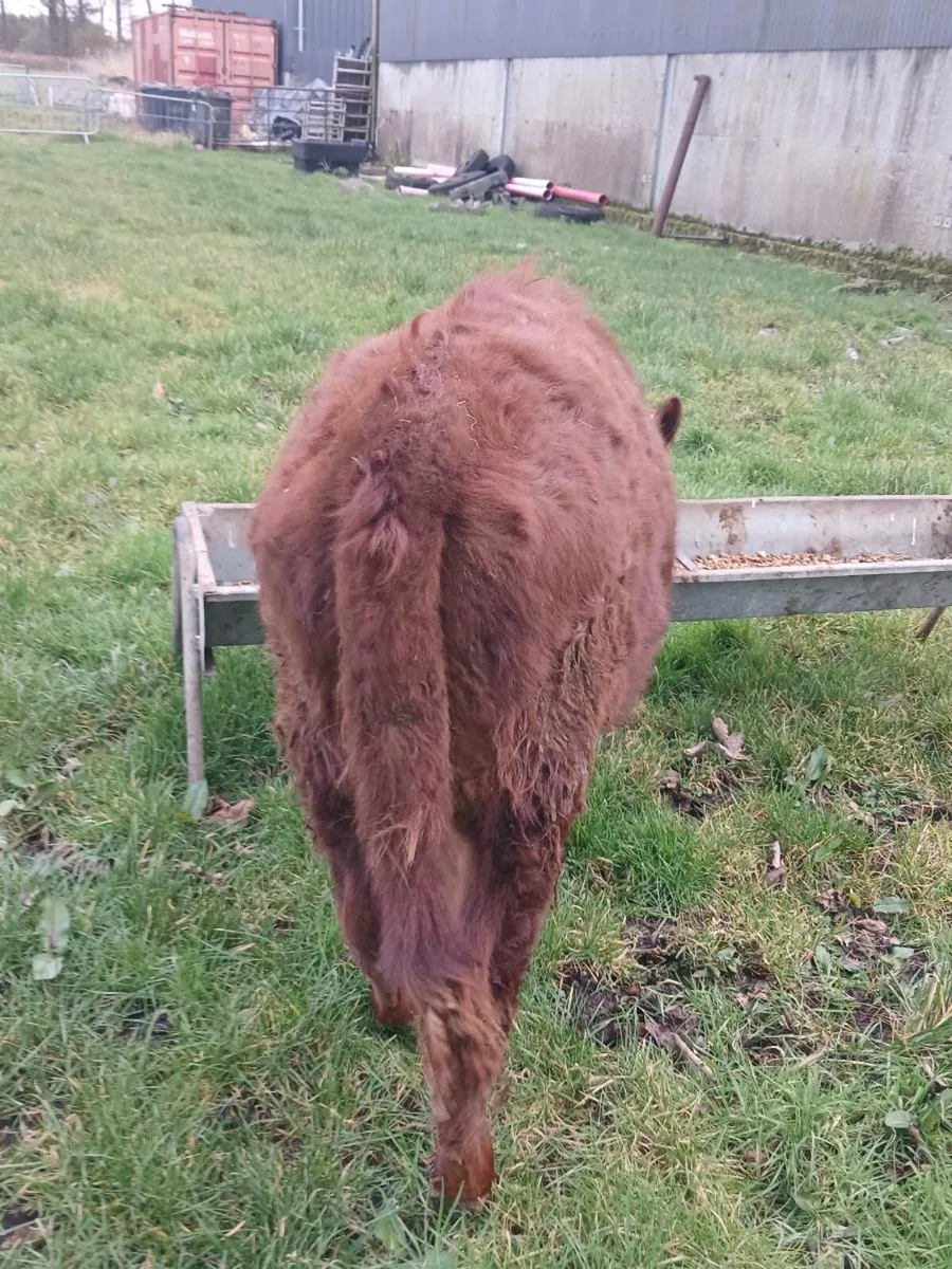 Dexter heifer - Image 2