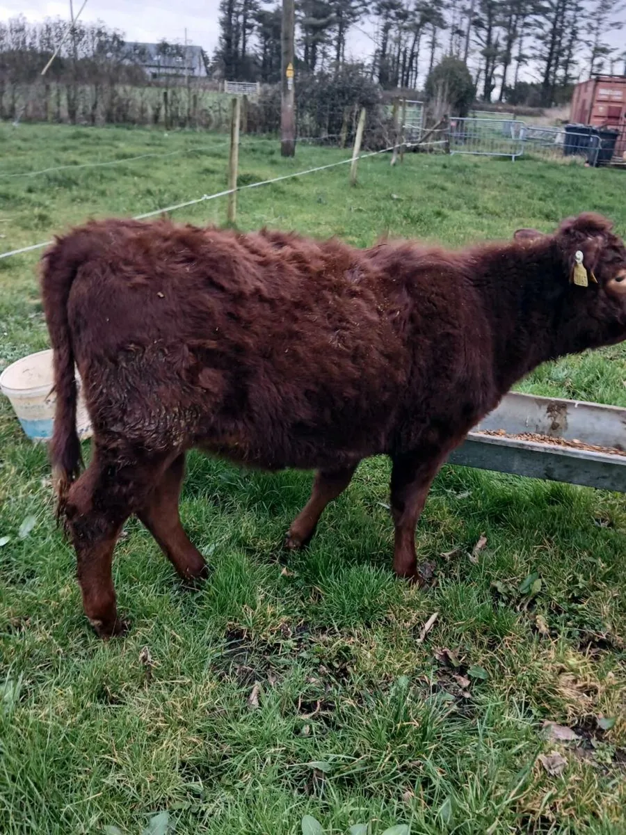 Dexter heifer - Image 3