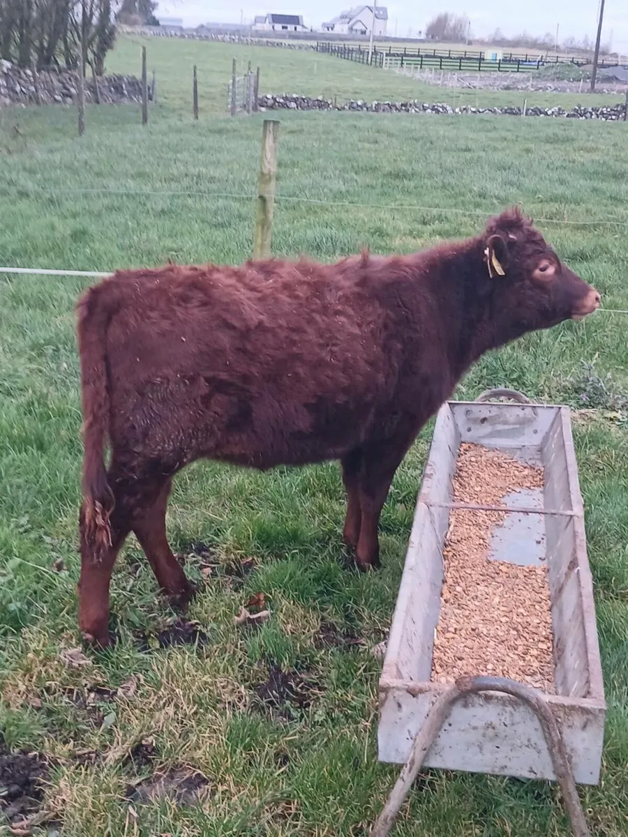 Dexter heifer - Image 4