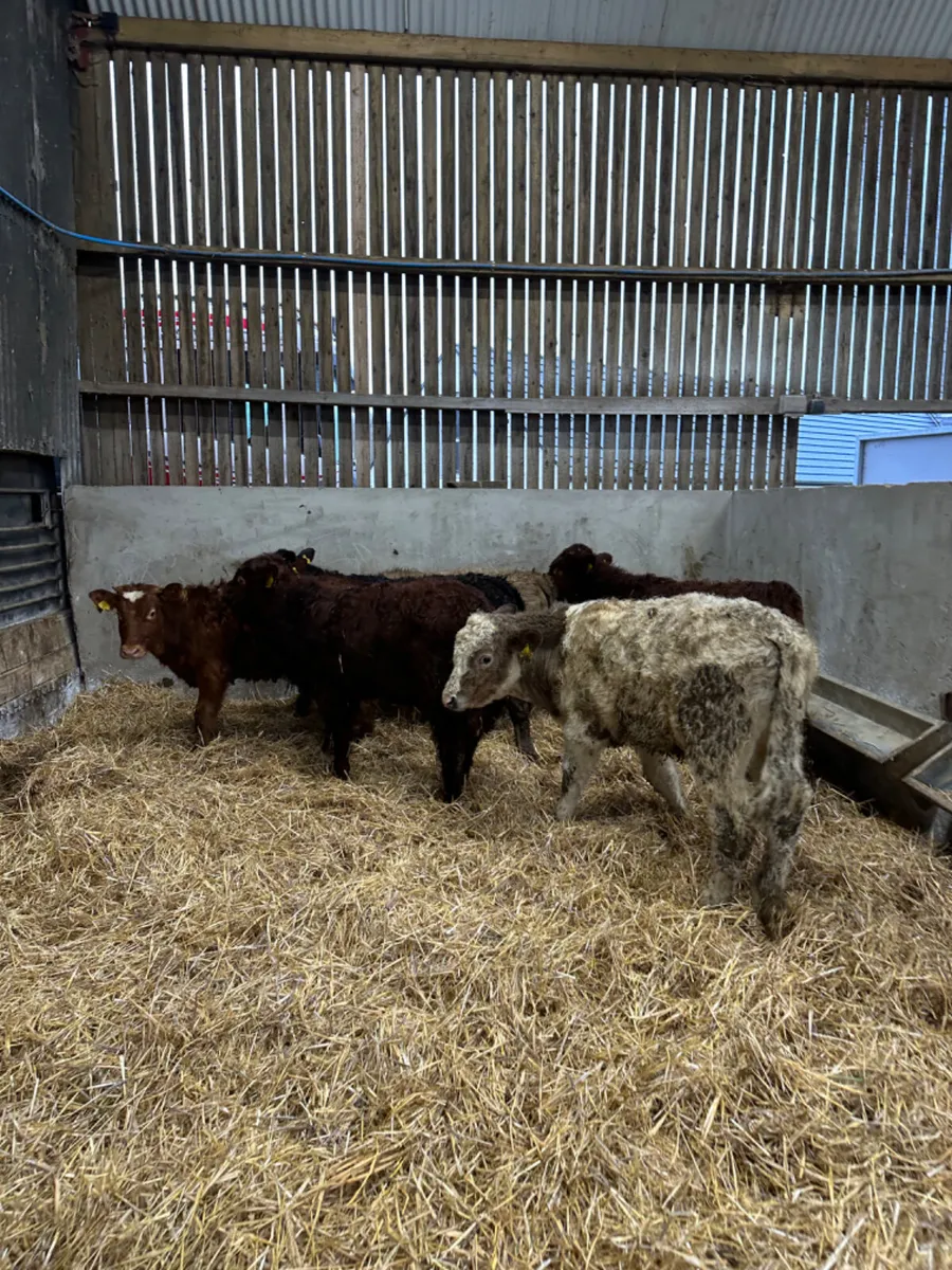 Beef bred bulls - Image 1