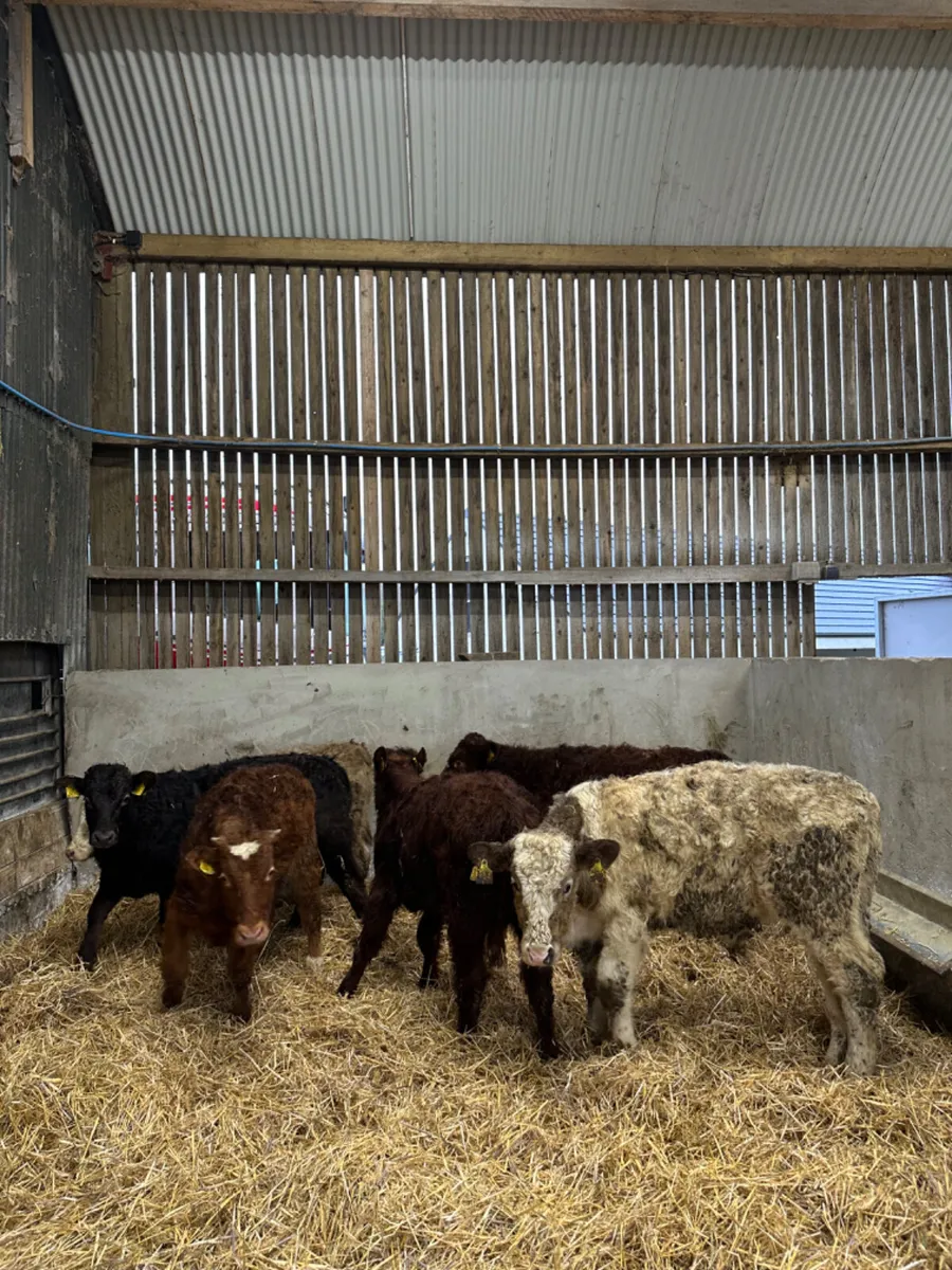 Beef bred bulls - Image 2