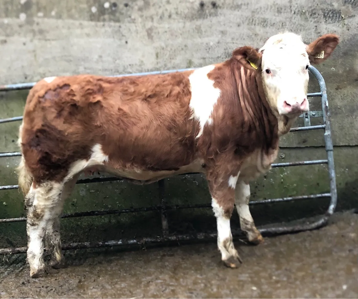 Drumshanbo Mart- Serious Simmental heifer - Image 3