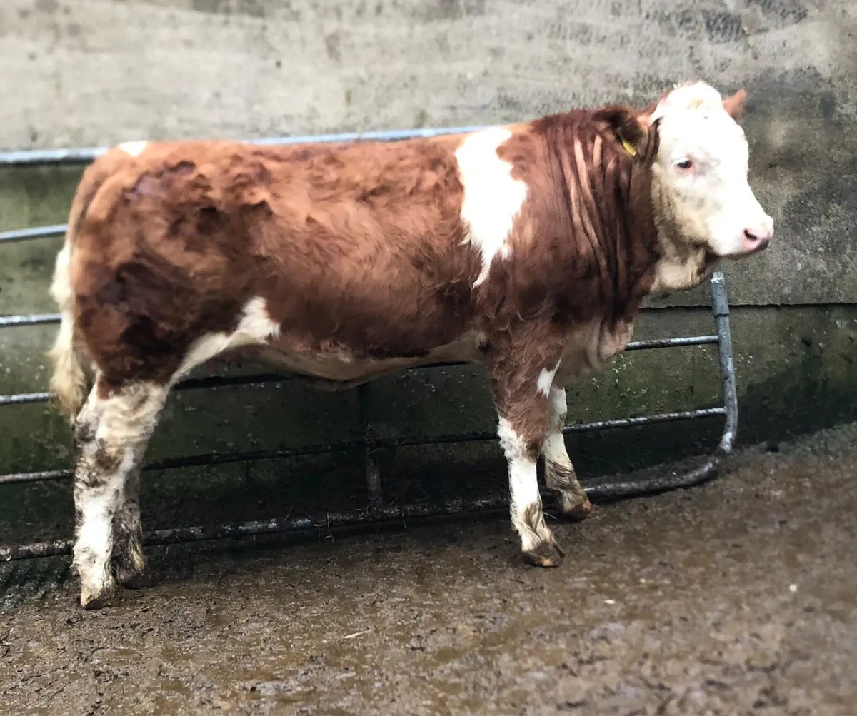 Drumshanbo Mart- Serious Simmental heifer - Image 4