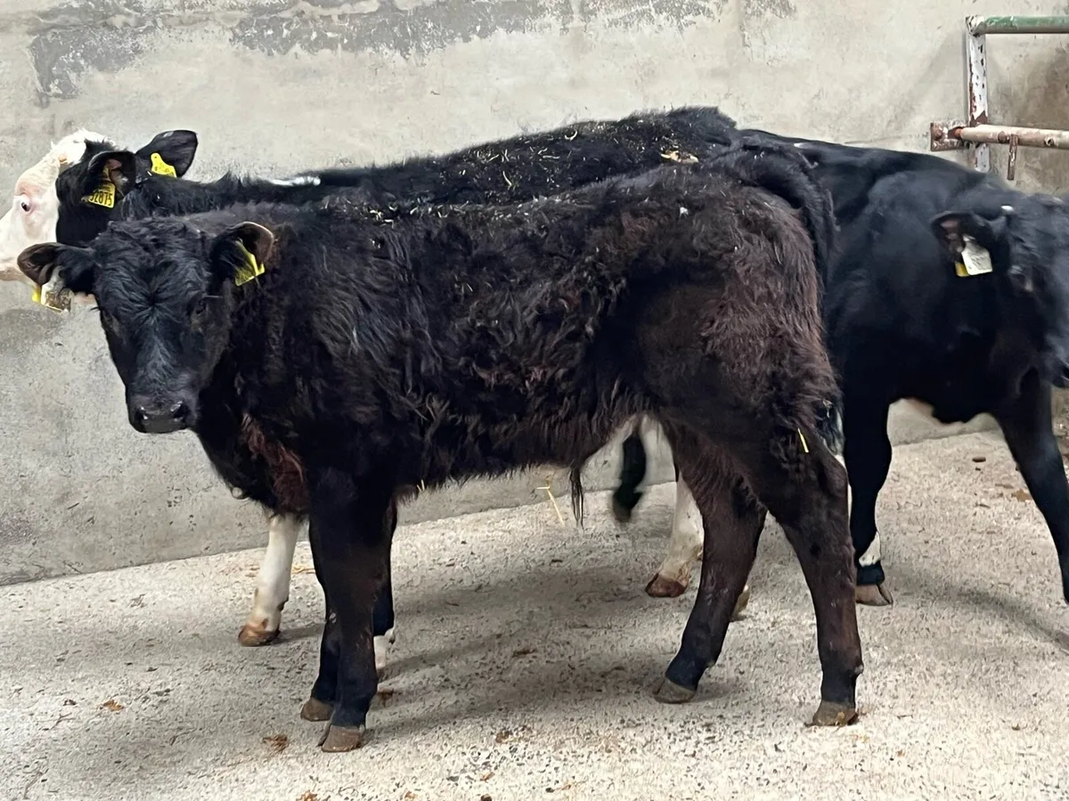 Super 200Kg Continental Bull Weanlings - Image 1