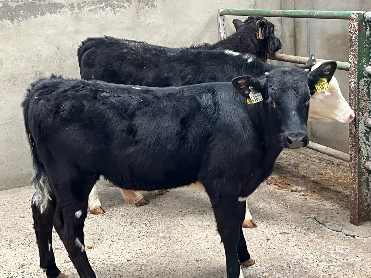 Super 200Kg Continental Bull Weanlings - Image 2