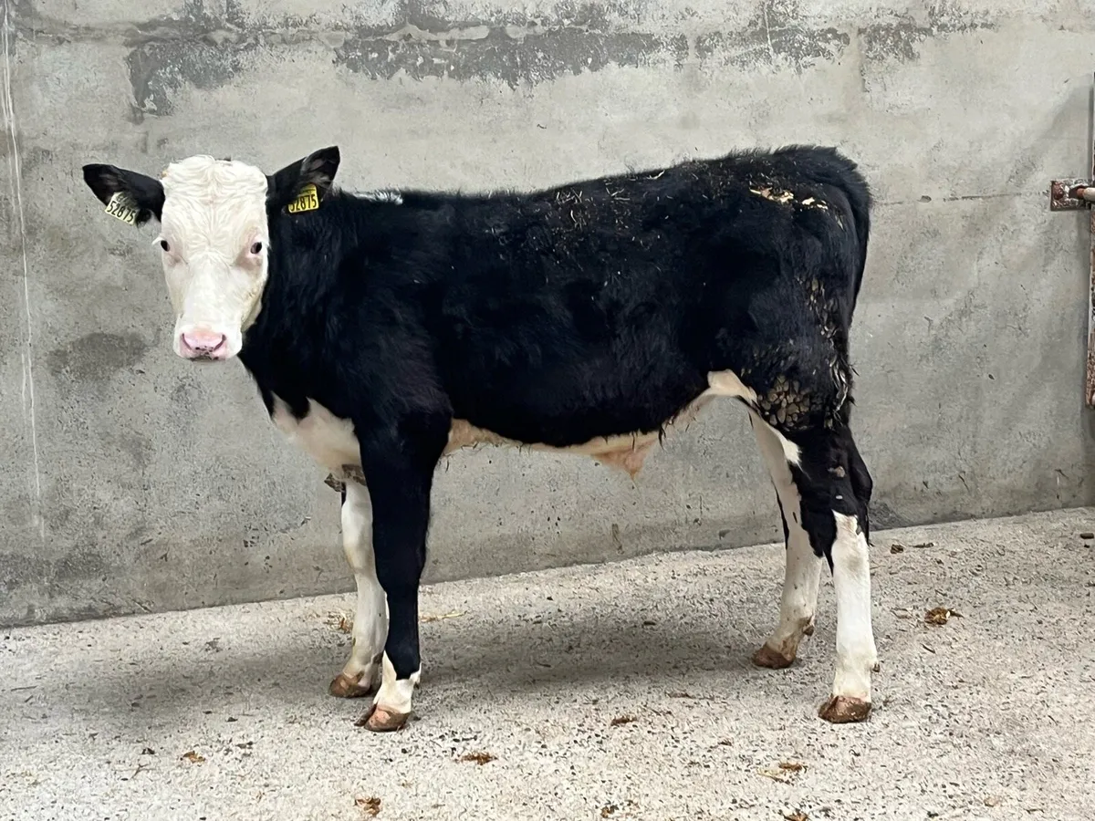 Super 200Kg Continental Bull Weanlings - Image 3