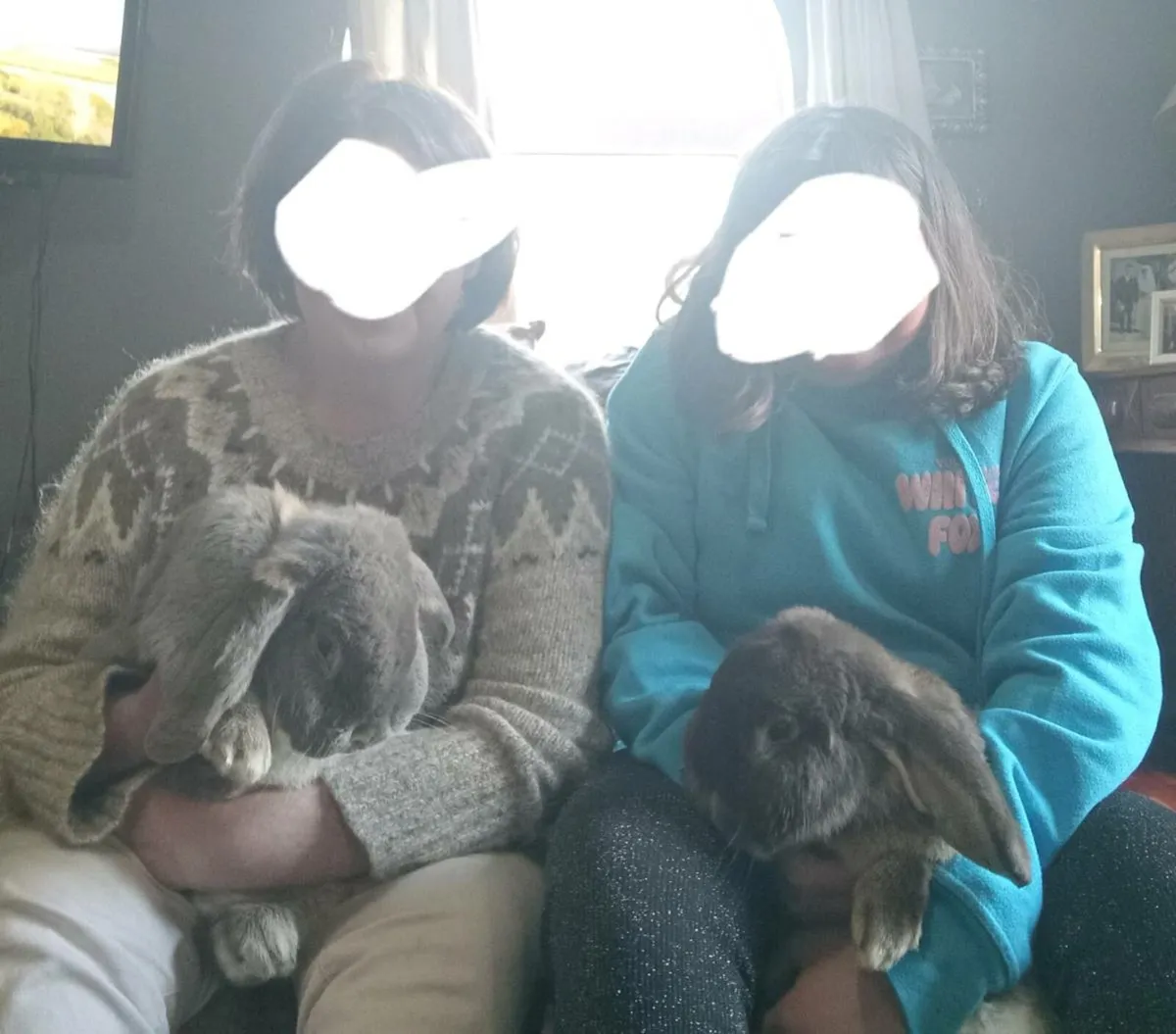 Milo & Caoimhe 2 giant french lop eared rabbits - Image 2