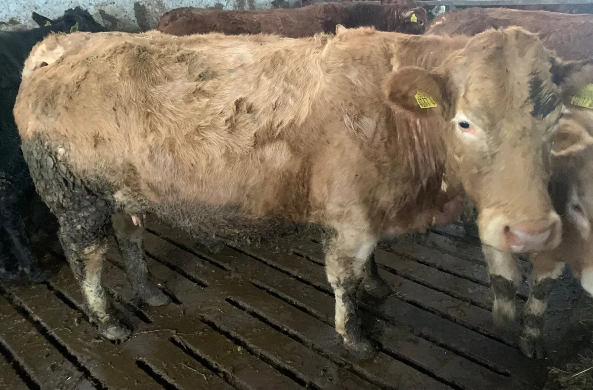 Suckle cows in-calf - Image 2