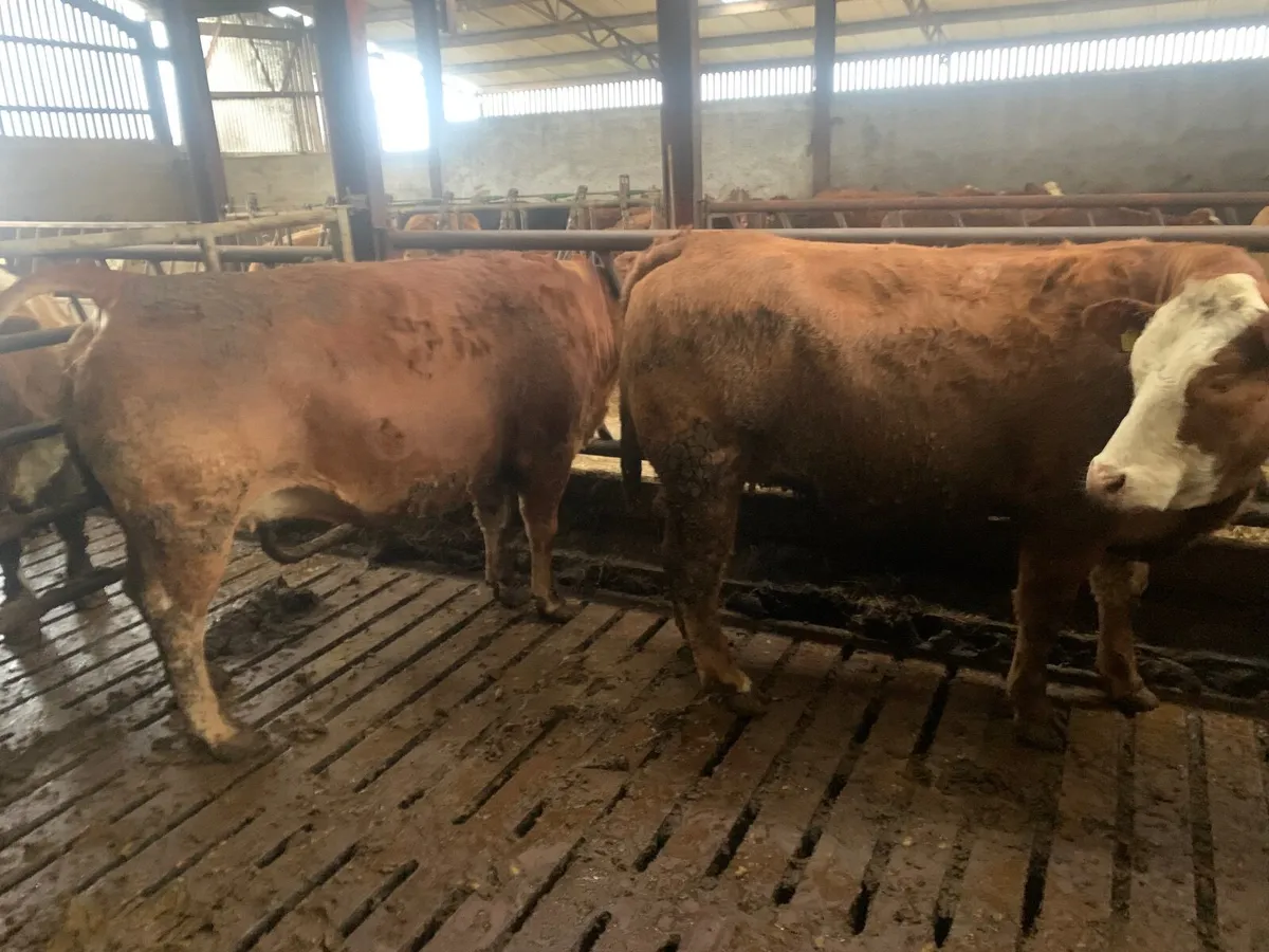 Suckle cows in-calf - Image 3