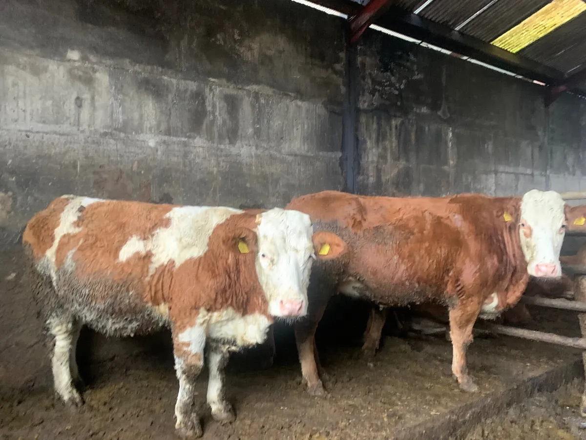 Suckle cows in-calf - Image 1