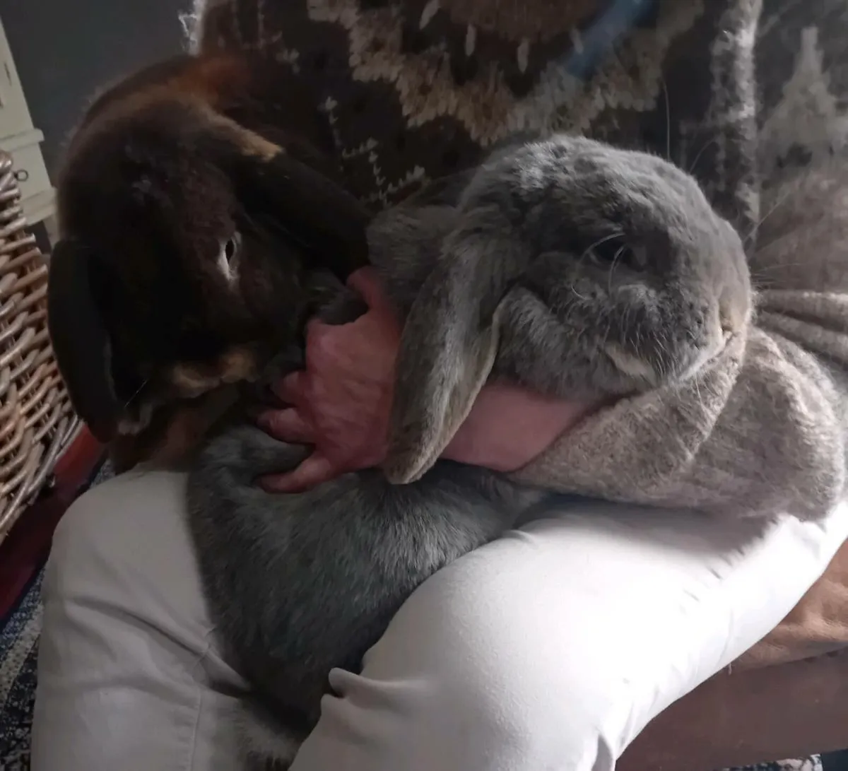 Milo & Caoimhe 2 giant french lop eared rabbits - Image 1