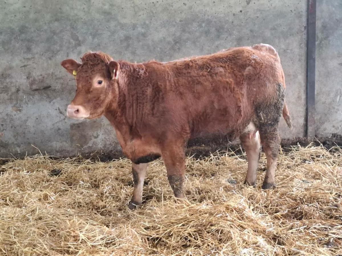 5 Top Quality  Springers - Image 1