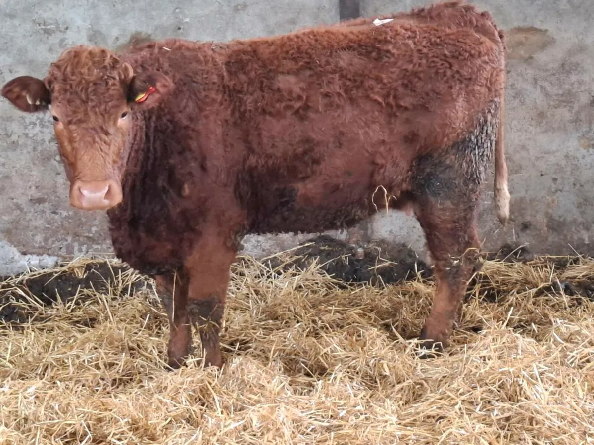 5 Top Quality  Springers - Image 2