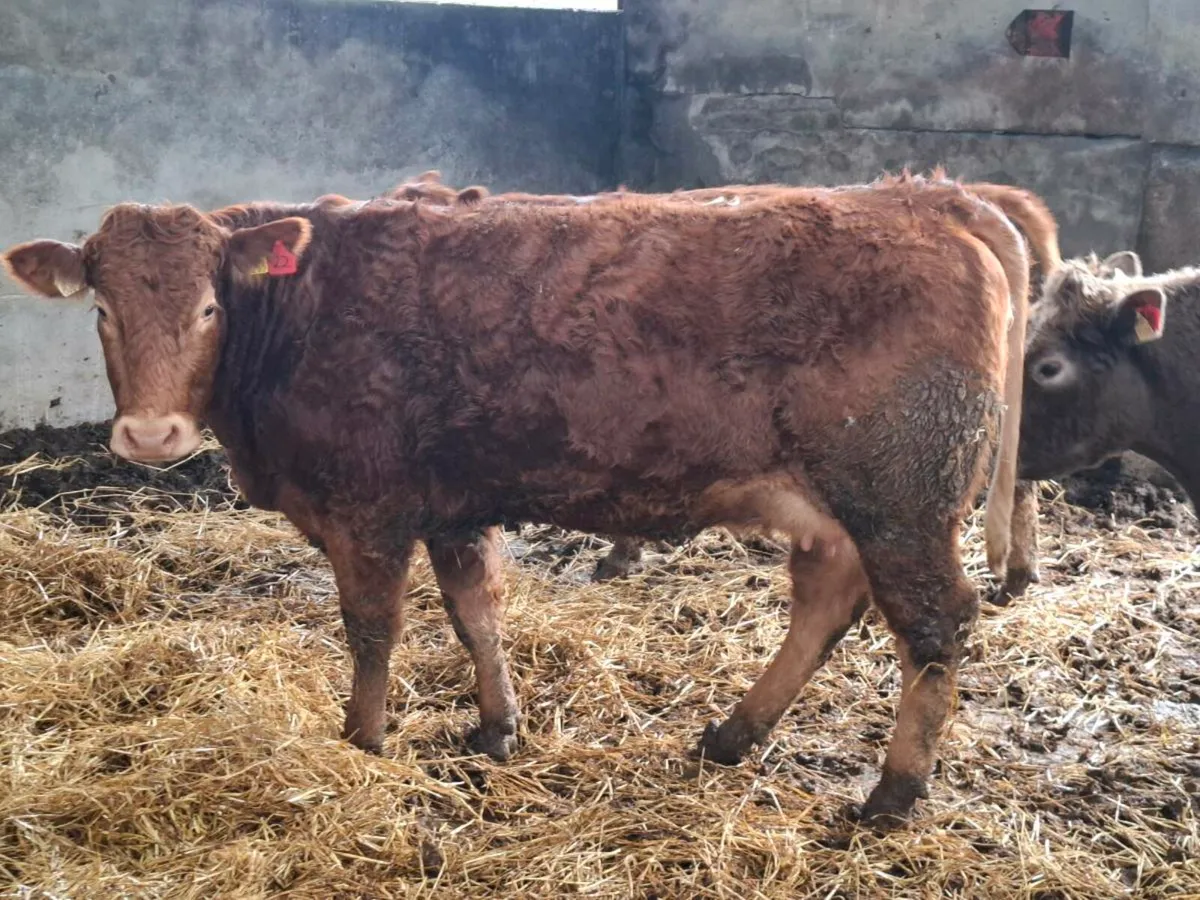 5 Top Quality  Springers - Image 3