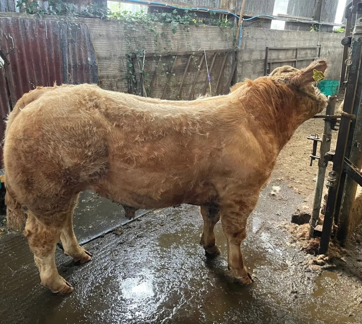 Suckle cows in-calf - Image 4