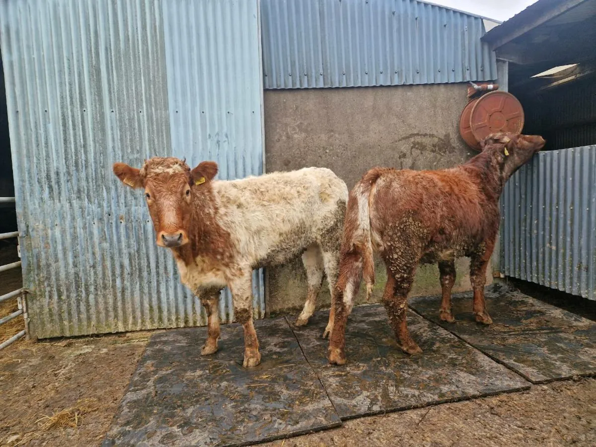 2 Roan Breeding Heifers - Image 2