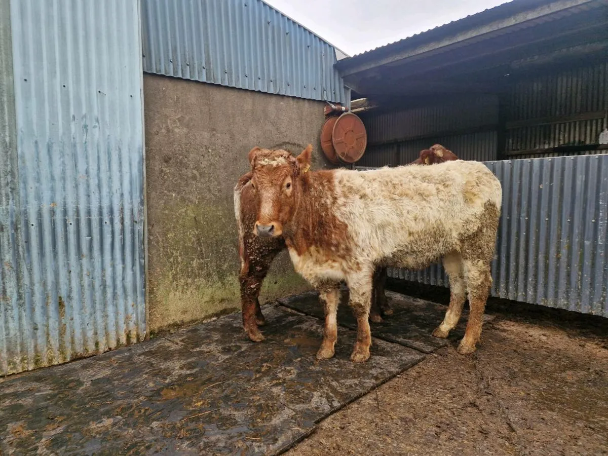 2 Roan Breeding Heifers - Image 4