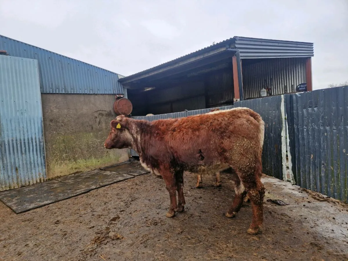 2 Roan Breeding Heifers - Image 3