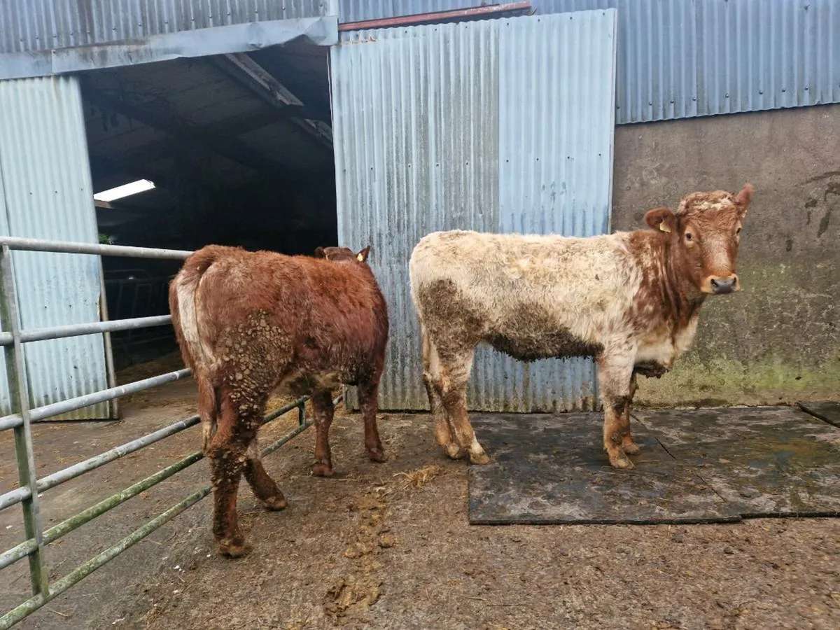 2 Roan Breeding Heifers - Image 1