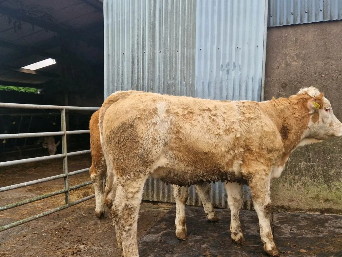 Simmental breeding heifer - Image 2