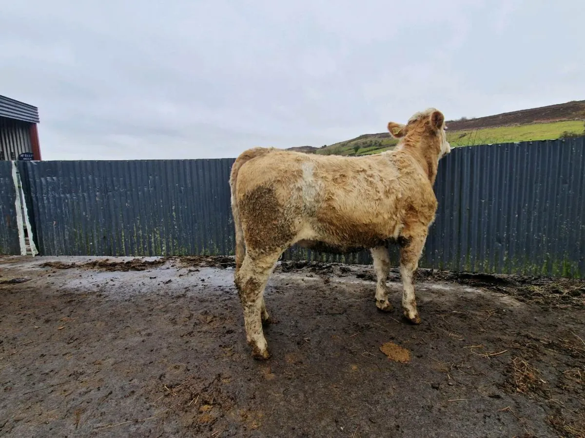 Simmental breeding heifer - Image 4