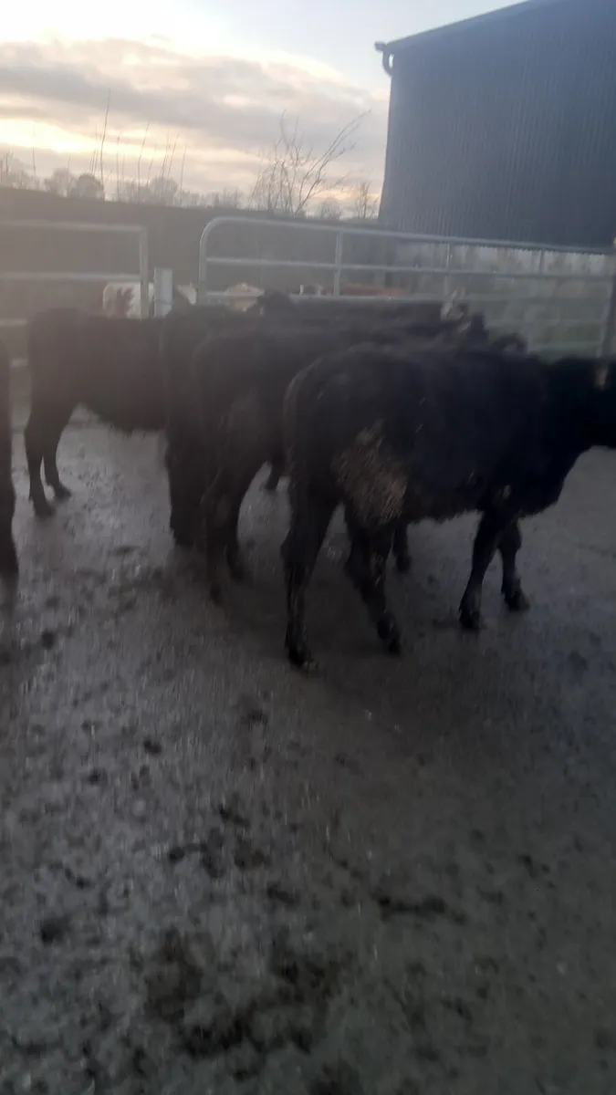 Angus heifers - Image 3