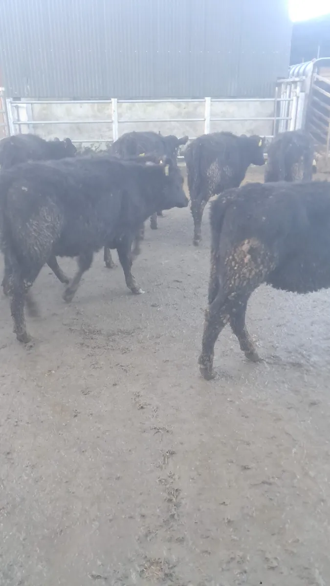 Angus heifers - Image 2