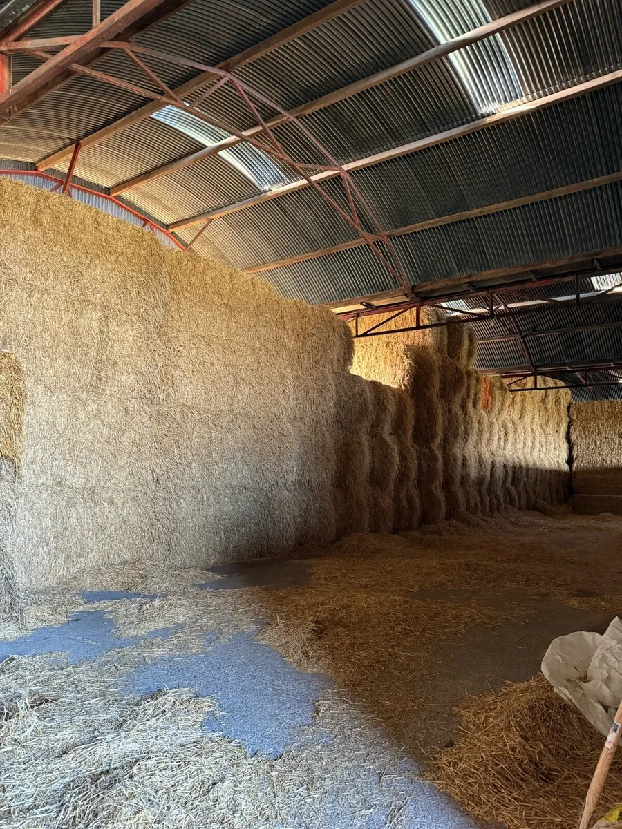 Athlone Ballinasloe bales to spare 8x4x4 barley - Image 1