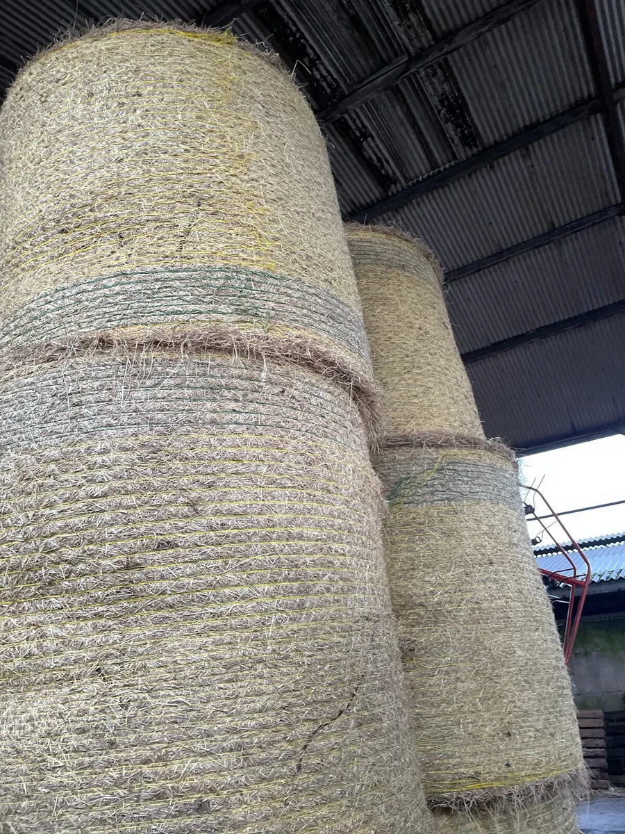 Top Quality Round Hay Bales - Image 3