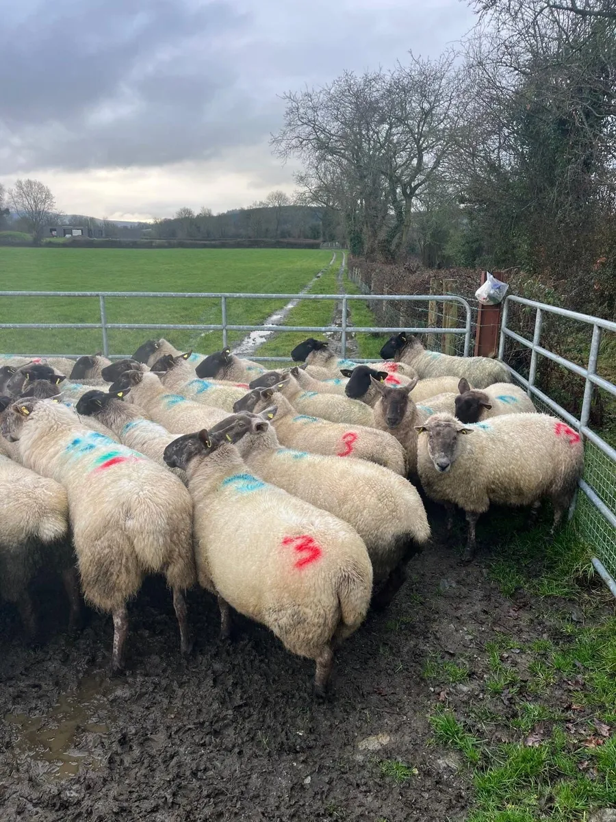 In lamb Ewes - Image 4