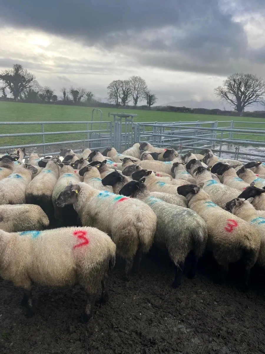 In lamb Ewes - Image 2