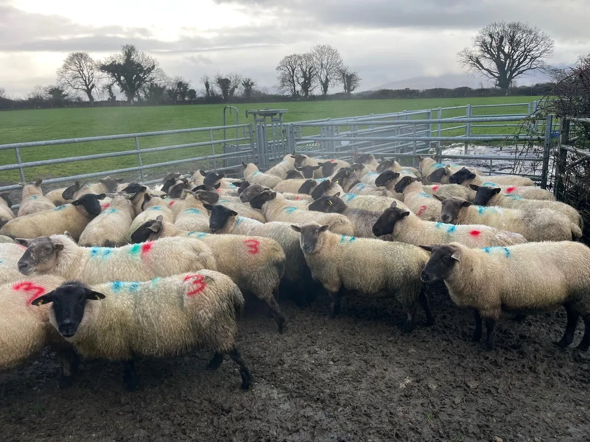 In lamb Ewes - Image 3