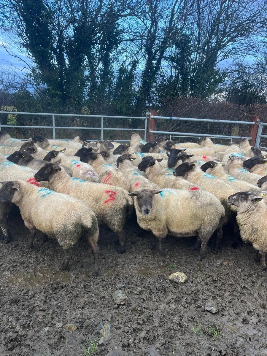 In lamb Ewes - Image 1