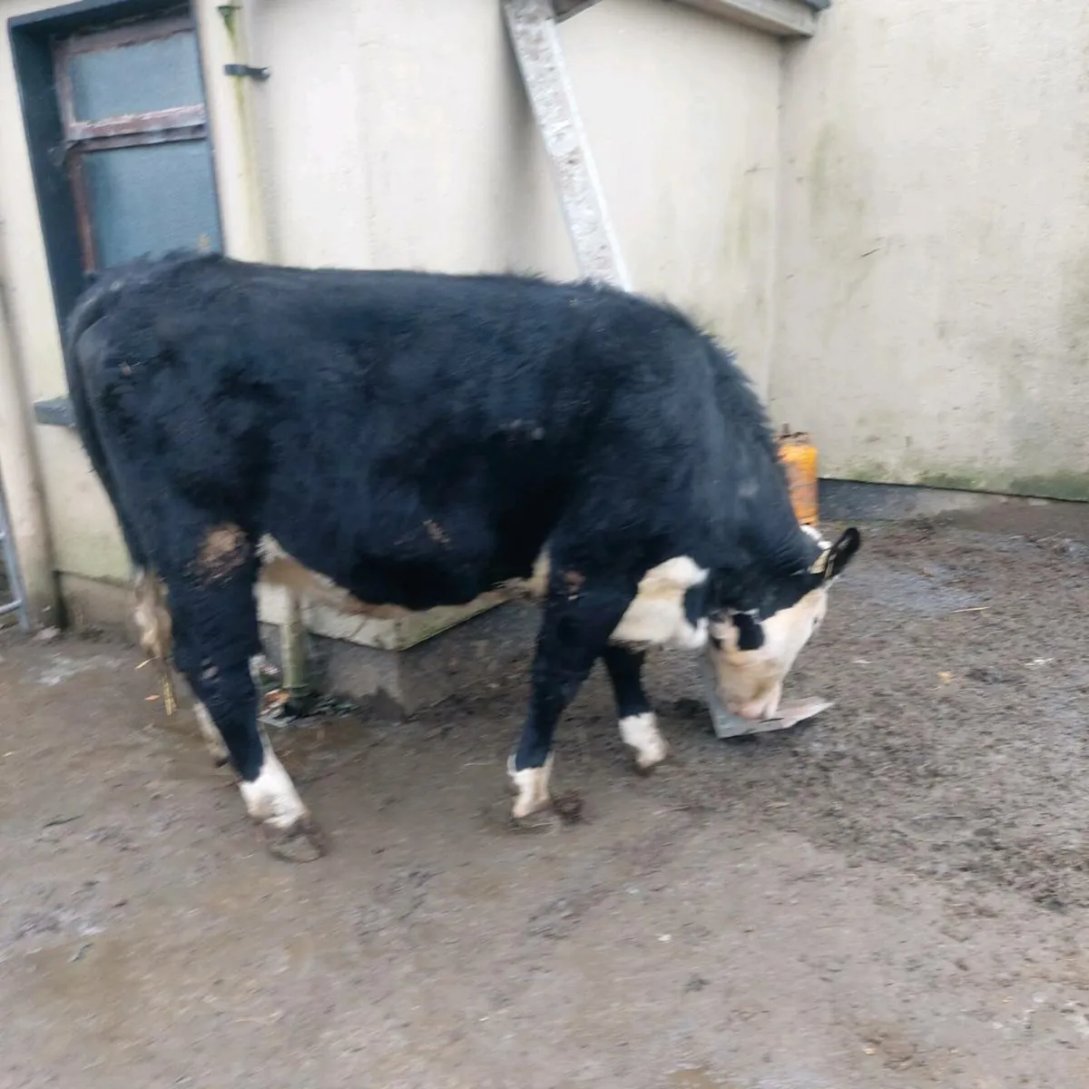 Hereford springier - Image 2