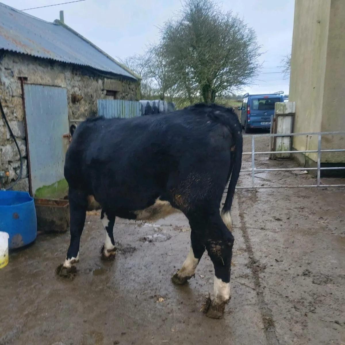 Hereford springier - Image 4