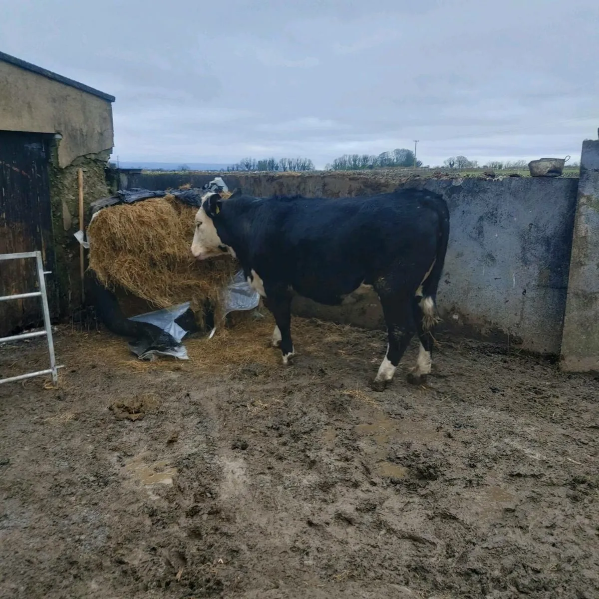 Hereford springier - Image 1