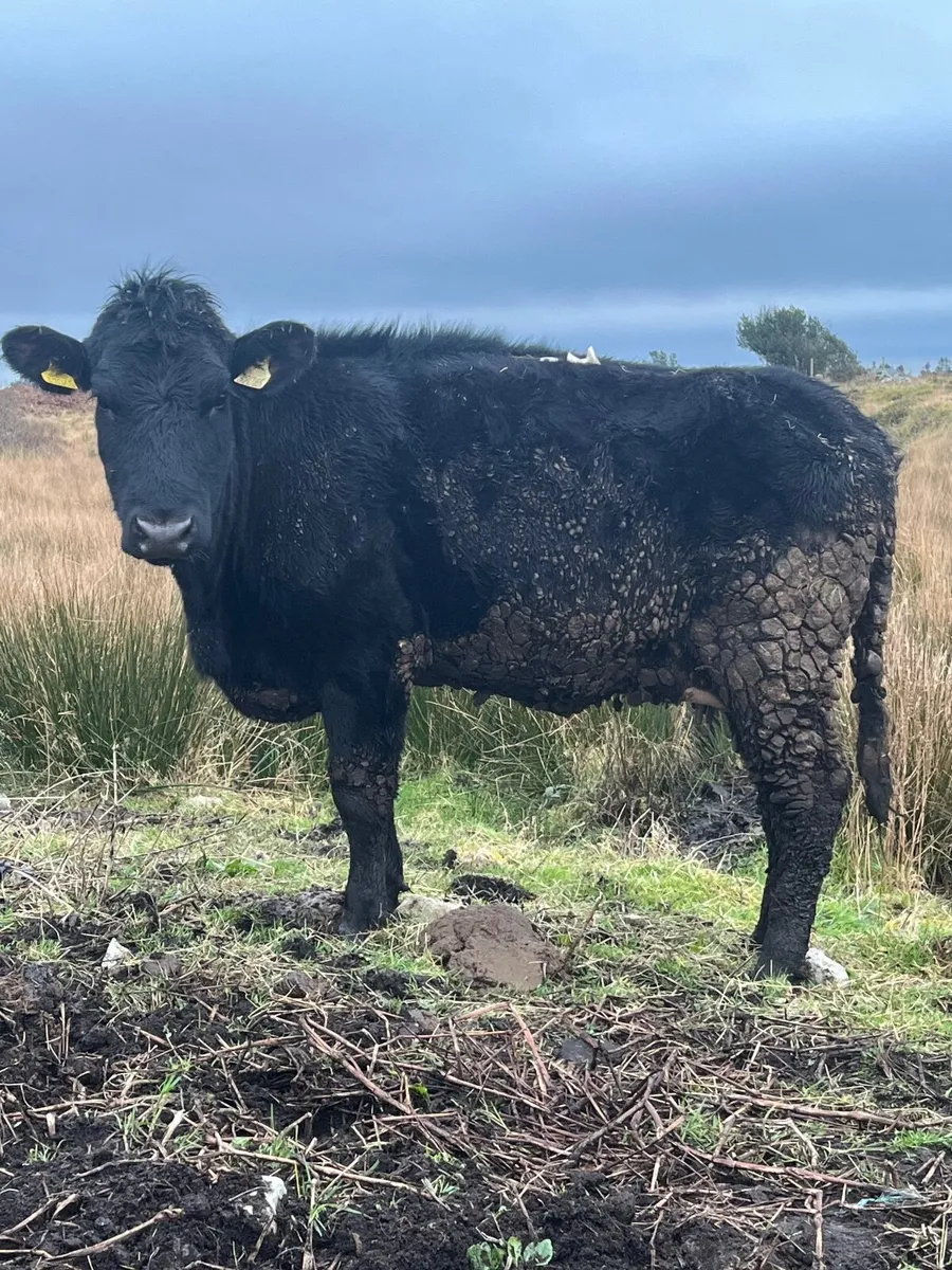 Angus heifer and calf - Image 1