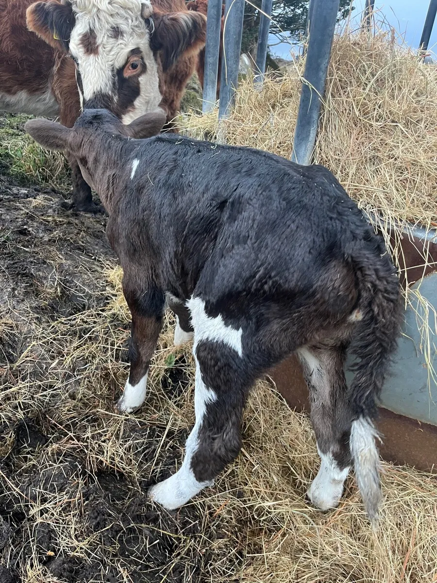 Angus heifer and calf - Image 4
