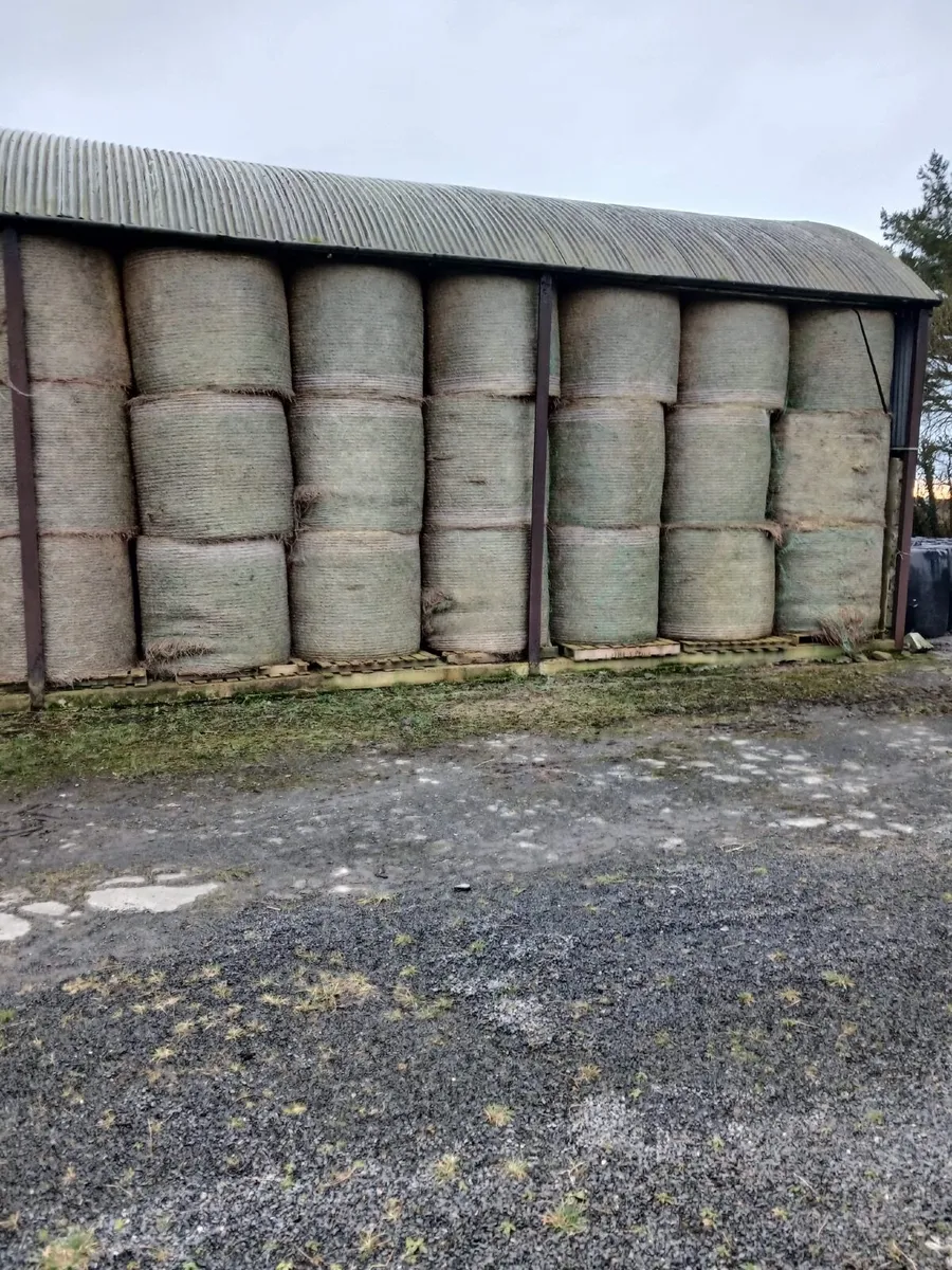 Top Quality Hay for Sale