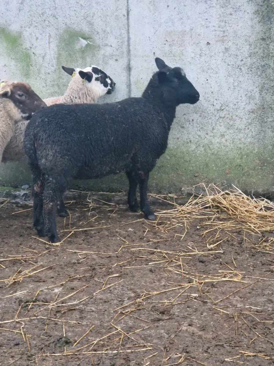 Inlamb Sheep - Image 2
