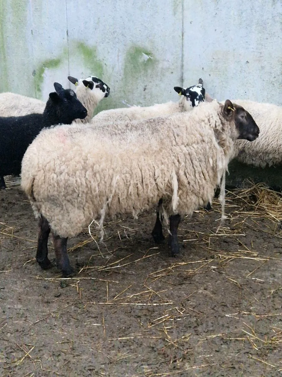 Inlamb Sheep - Image 1